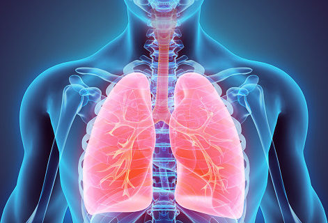 3D illustration of Lungs - Part of Human Organic.